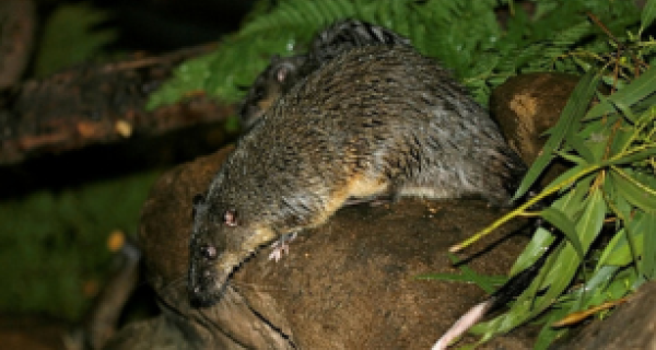 Rakali