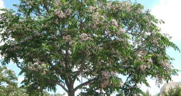 White Cedar (Melia azedarach)