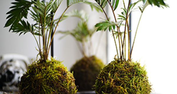 Three kokodama plants