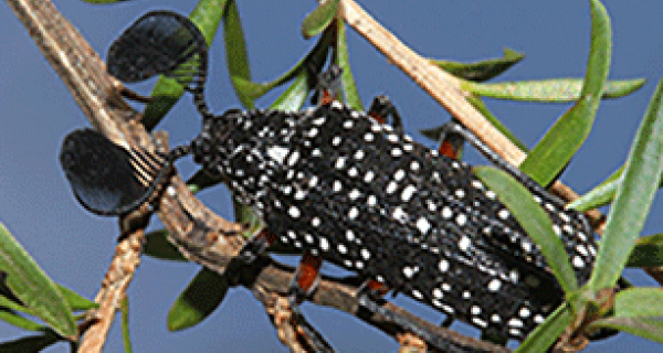 feather horned beetle