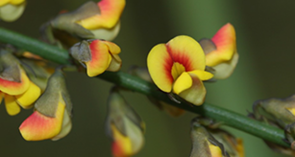 Leafless globe pea flowers
