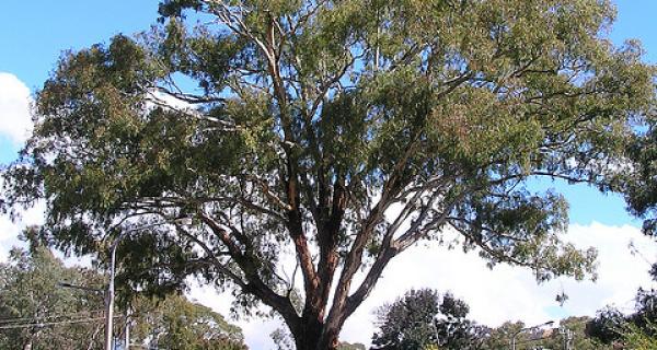Yellow Gum Eucalyptus melliodora