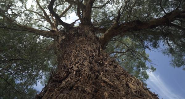 Large Yellow Box tree