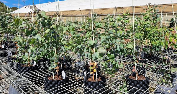Young silver-leaf stringybark trees in Council Nursery