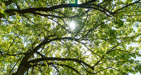 banner - Request for a tree to be assessed for significance status