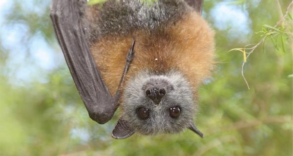 Grey headed flying fox