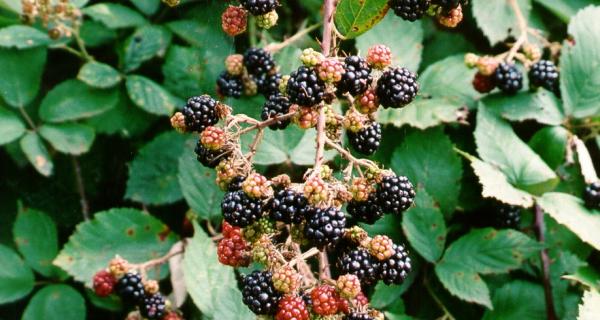Photo Full Size - Blackberries