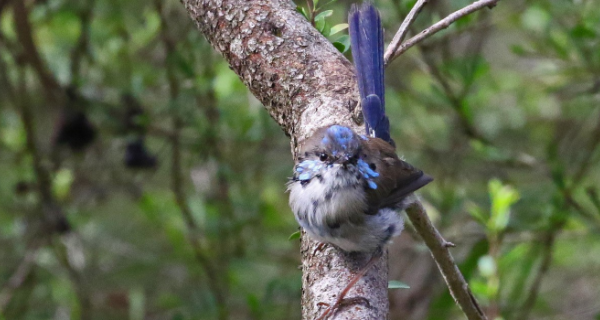Small bird with blue feathers