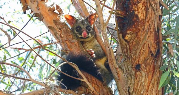 Brush tail possum