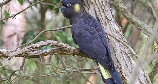 Yellow-tailed black cockatoo