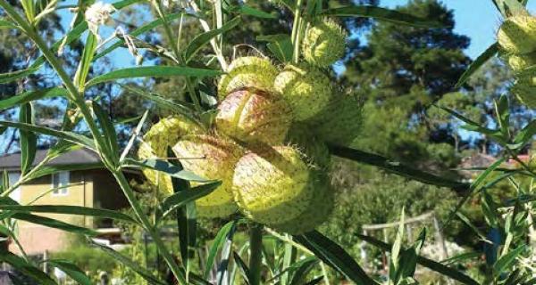 fruit flowers on a native tree