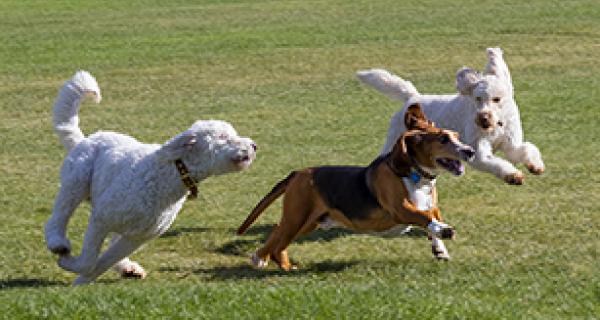 Photo of three dogs running