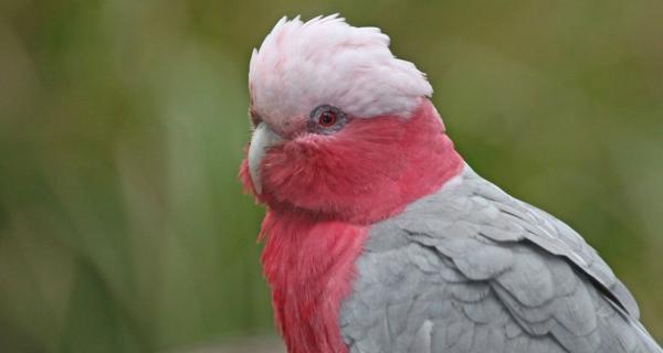 Galah