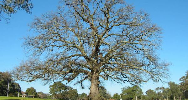Kalang Oak Tree