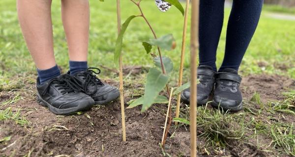 Newly planted tree with kids feet in the background