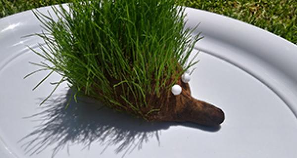 Grass echidna