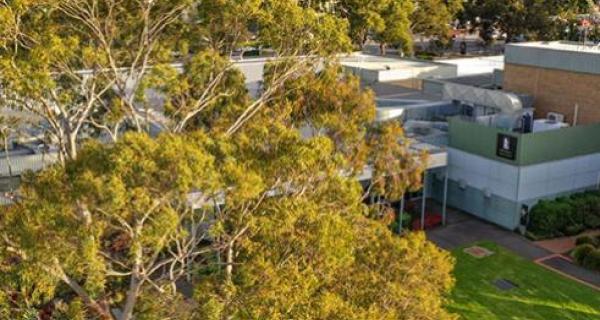view of Civic Centre from above with large tree at the front