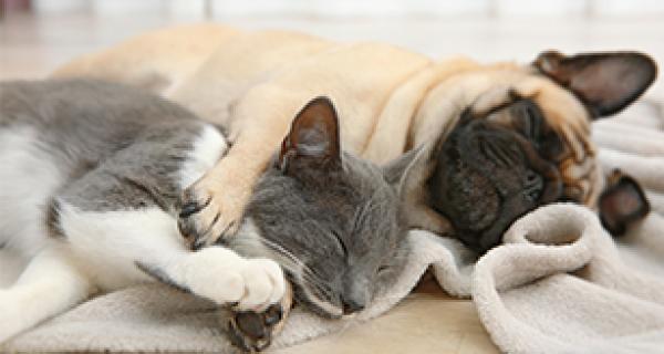 cat and dog asleep