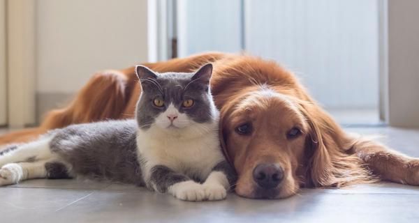 dog and cat laying together