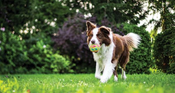 Dog in park