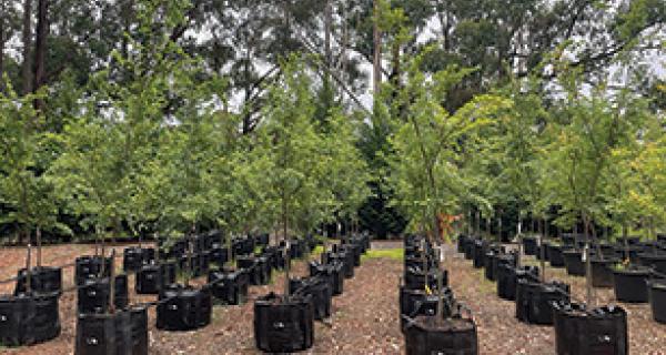 Photo of trees growing in nursery