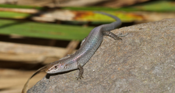 Skink