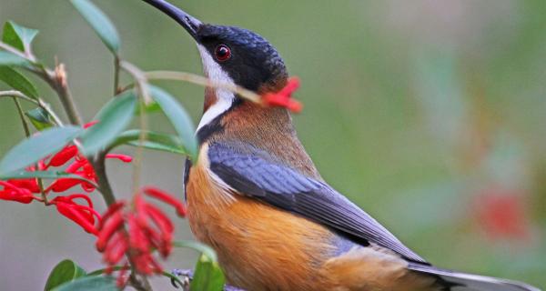 Eastern spinebill
