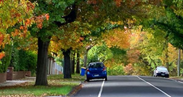 autumn trees lined stree with cars parked on the side of the road
