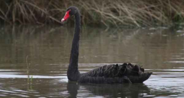 video thumbnail - water birds