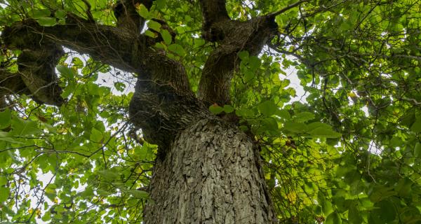 Weeping Elm