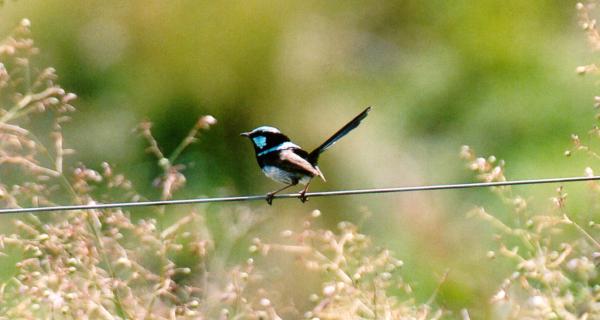 Superb Fairy Wren on Fence