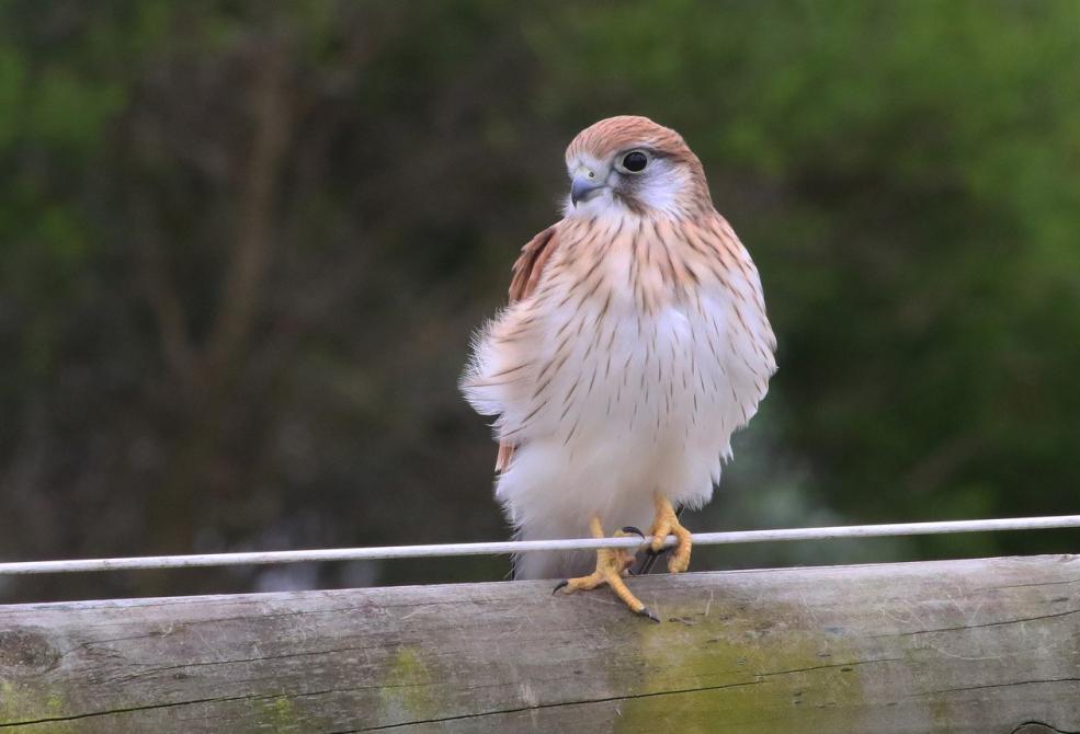 Australian or Nankeen Kestrel (Falco Cenchroides)