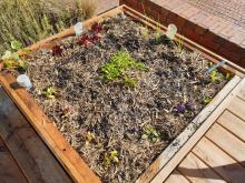 Box Hill Garden Bed Project 2024