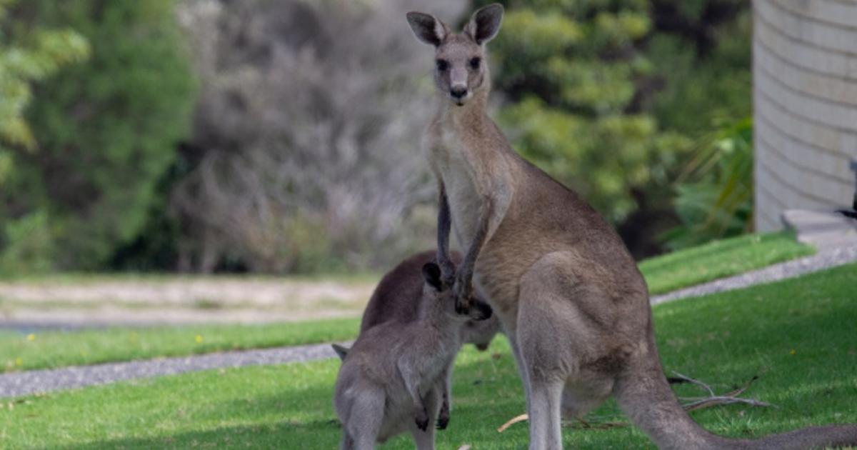 Kangaroos and Wallabies | Whitehorse City Council