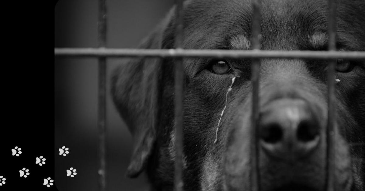Animal Cruelty | Whitehorse City Council