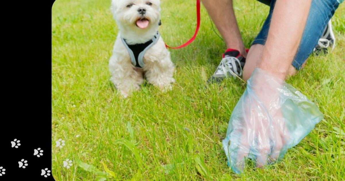 How Do You Dispose Of Dog Poop