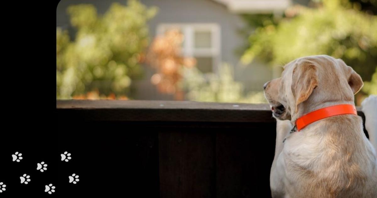 How Do I Start Leaving My Puppy Home Alone