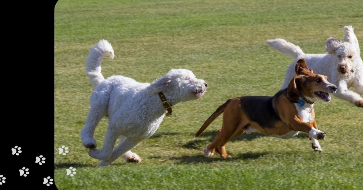 Dogs off lead sale