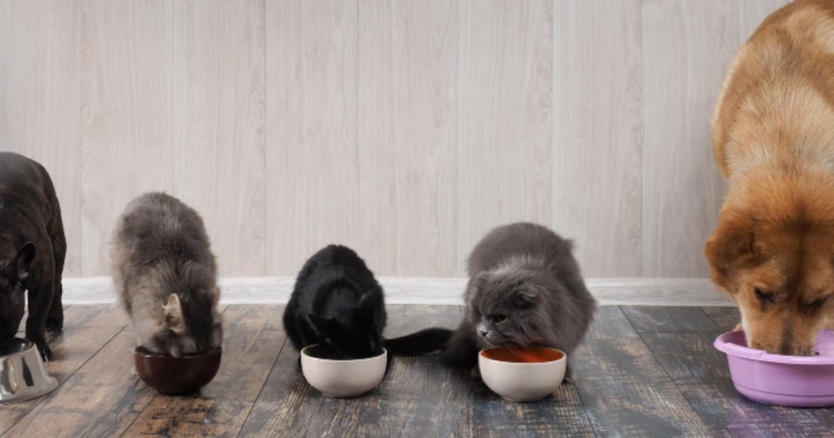 emergency foster care for dogs