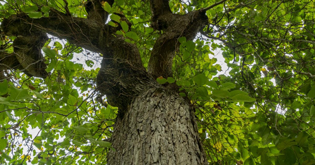 Tree Controls Removal Lopping And Pruning Whitehorse City Council