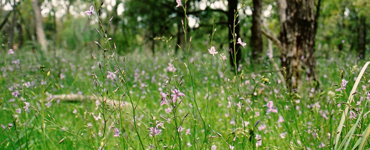 Field of chocolate lilies