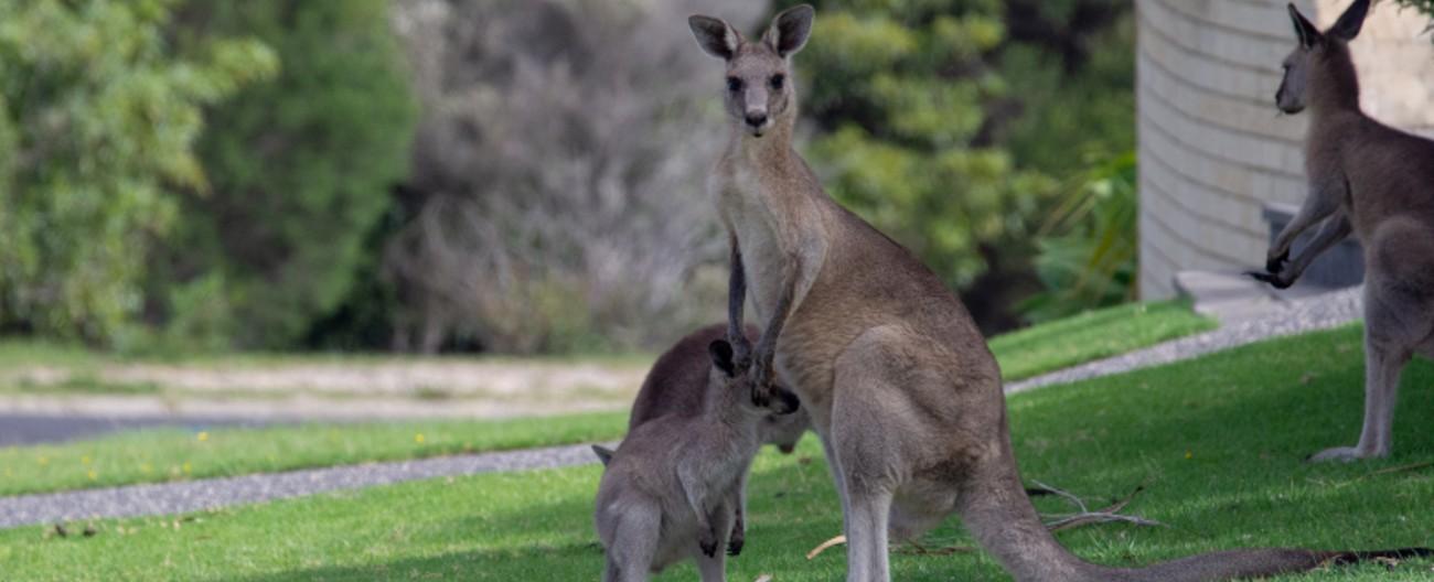 Photo of kangaroos in an urban setting