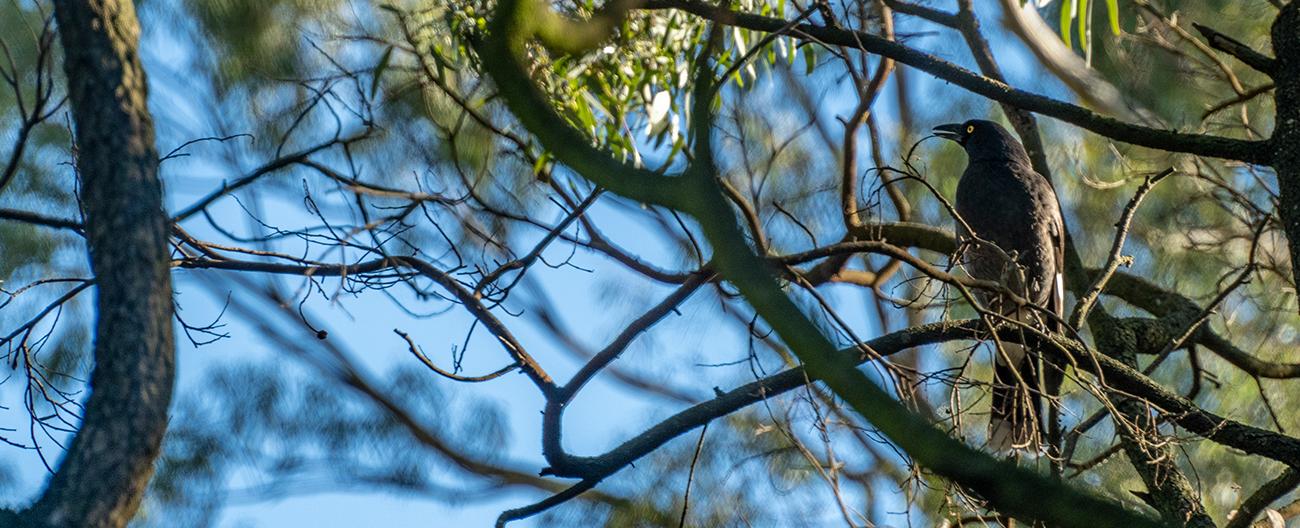 Tree with bird