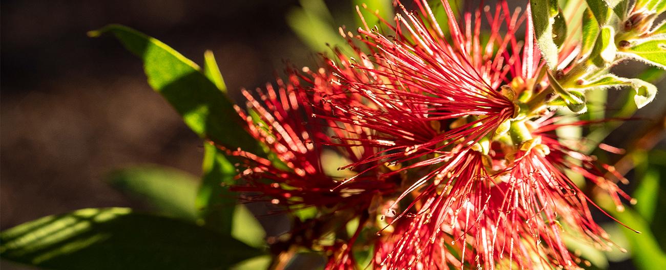 Local flower