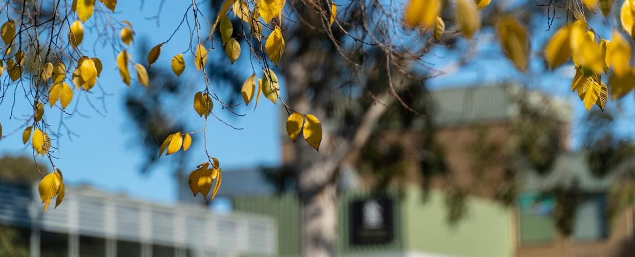 Whitehorse Civic Centre with yellow leaves