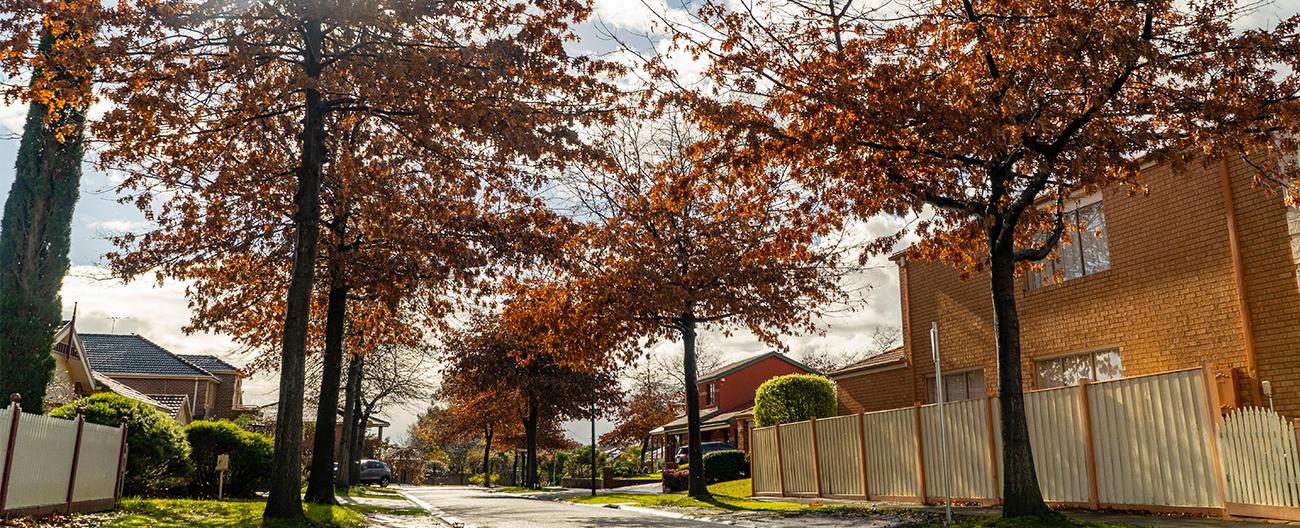 Tree line street