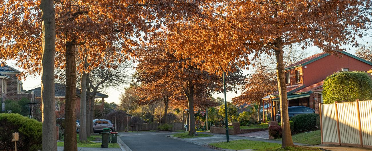 tree lined street