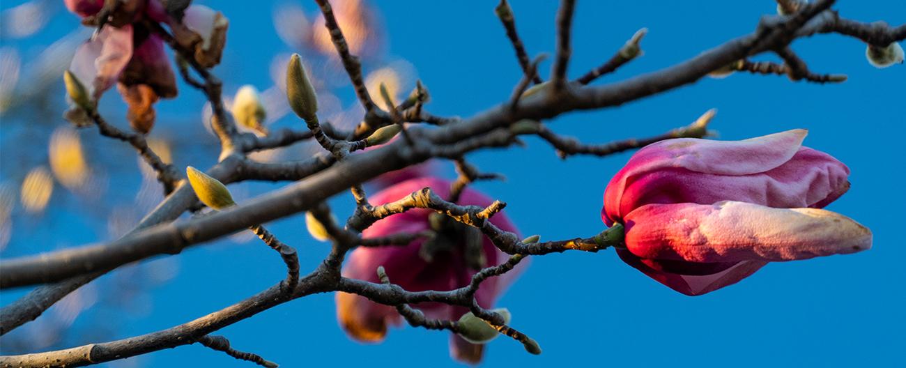 pink flowers on a tree