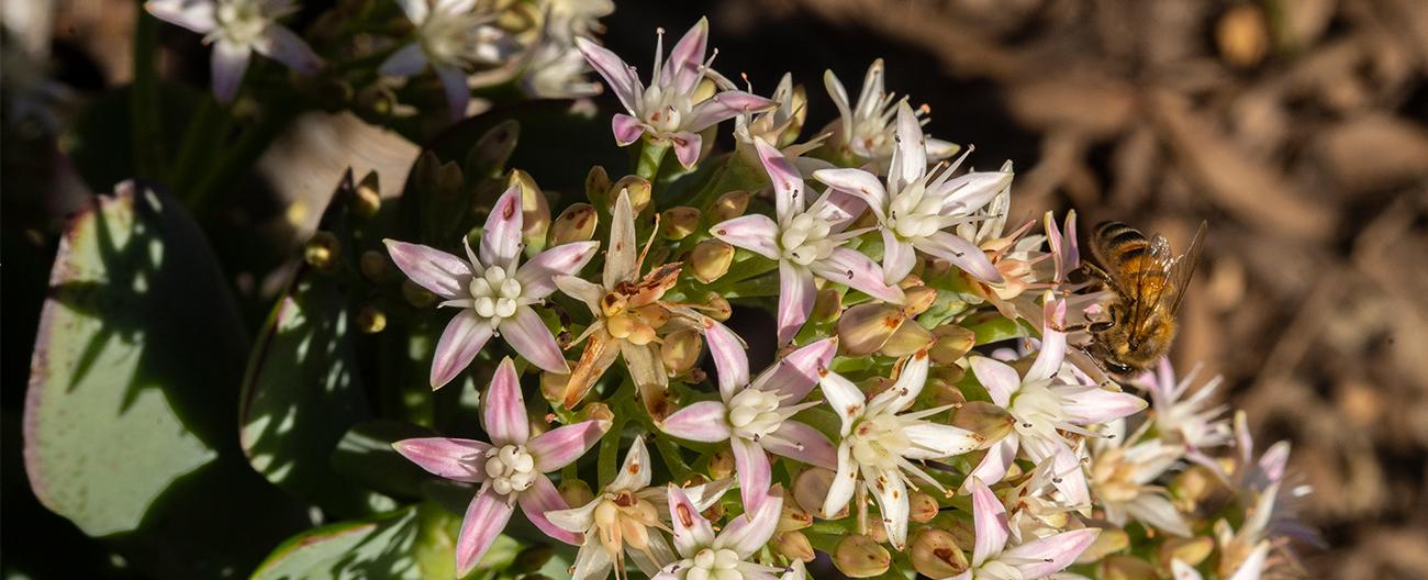 Flowers with pink