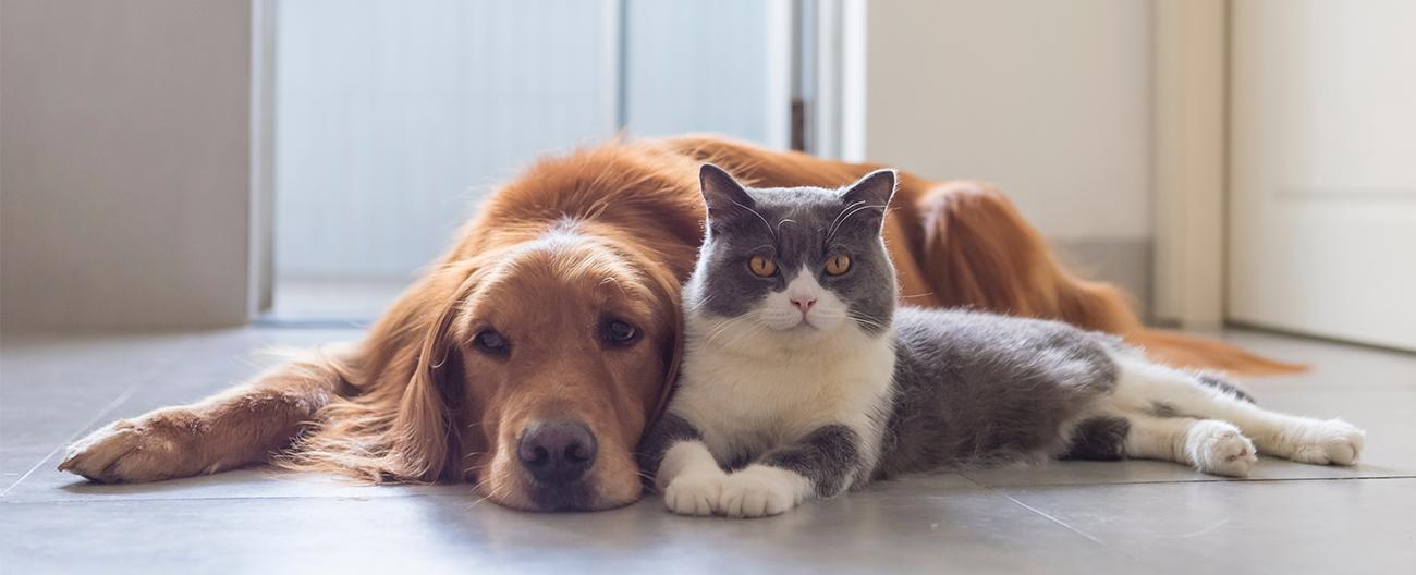 Cat and dog next to each other